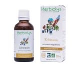 Echinacea (Echinacea purpurea) - maceration of fresh plants